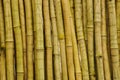 Bamboo