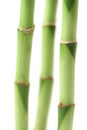 Bamboo sticks