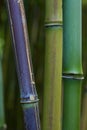 Bamboo sticks detail tropical green background