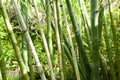 Bamboo Sticks Forest Royalty Free Stock Photo