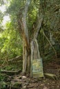 Bamboo sticks in Trunyan village. Traditional Kuburan in Bali, Indonesia. Bodies are buried above ground. Human skull among