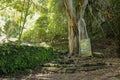 Bamboo sticks in Trunyan village. Traditional Kuburan in Bali, Indonesia. Bodies are buried above ground. Human skull among