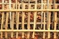 Bamboo sticks are woven into panels to be used as a fence to prevent leaf litter Royalty Free Stock Photo