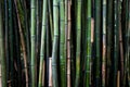 Bamboo