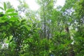 Bamboo Jungle forest in East asia