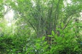 Bamboo Jungle forest in East asia Royalty Free Stock Photo