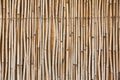 Bamboo texture