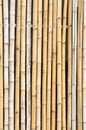 Bamboo texture