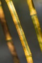 Background with natural bamboo pattern Royalty Free Stock Photo
