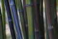 Bamboo thicket