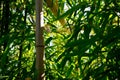 Bamboo thicket, shoots, leafs