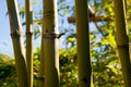 Bamboo thicket, shoots, leafs