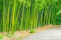 Bamboo thickets along the walking trail in the park