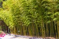 Bamboo thickets in a city park