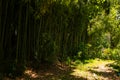 Bamboo thickets in a city park