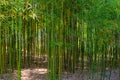 Bamboo thickets in a city park