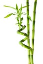 Bamboo - three stalks