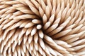 Bamboo toothpicks. Close-up Royalty Free Stock Photo