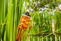 Bamboo torches Royalty Free Stock Photo