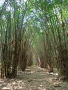 Bamboo Trail Royalty Free Stock Photo