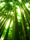 Bamboo tree