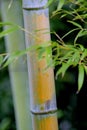 Bamboo tree