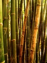 Bamboo tree 89