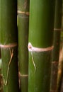 Bamboo tree 91