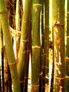 Bamboo tree 98