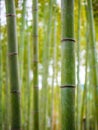 Bamboo tree in Arashiyama park in Japan. Natural background of Asian forest Royalty Free Stock Photo