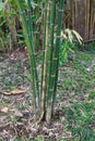 Bamboo tree or Bambusa Multiplex (Lour.)