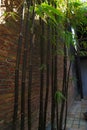 The bamboo tree is beside the brick wall