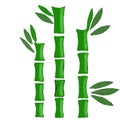 bamboo tree, bamboo bush, bamboo shoots, leaves Royalty Free Stock Photo
