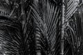Bamboo tree close up in black and white Royalty Free Stock Photo