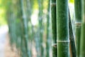 Bamboo Tree Closeup. The nature background of the Asian forest Royalty Free Stock Photo