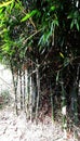 Bamboo tree in the deep forest Royalty Free Stock Photo