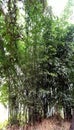 Bamboo tree in the deep village forest Royalty Free Stock Photo