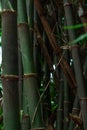 The Bamboo tree