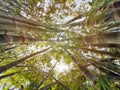 Bamboo tree flora background Royalty Free Stock Photo