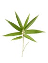 Bamboo tree foliage on white background Royalty Free Stock Photo