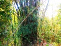 Bamboo tree in the forest Royalty Free Stock Photo