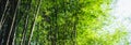 Bamboo tree bamboo forest green nature Royalty Free Stock Photo
