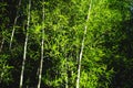 Bamboo tree bamboo forest green nature Royalty Free Stock Photo