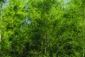 Bamboo tree bamboo forest green nature Royalty Free Stock Photo