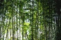 Bamboo tree bamboo forest green nature Royalty Free Stock Photo
