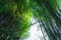 Bamboo tree bamboo forest green nature Royalty Free Stock Photo