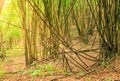 Bamboo tree in the forest. Royalty Free Stock Photo