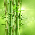 Bamboo stem on green background, vector illustration