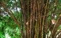 Bamboo tree green stems shoots Royalty Free Stock Photo