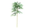 A bamboo tree isolated over a white background.